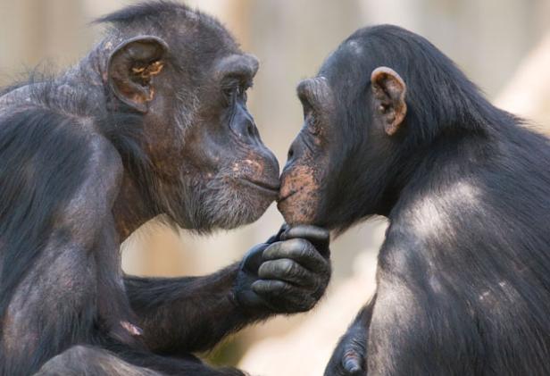 Chimps Kissing