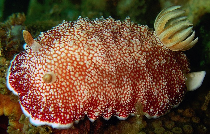 Sea Slug regenerates penis